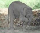 Small elephant