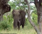 Great elephant eating grass in a wooded area