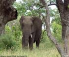 Elephant eating grass