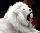 Lion white