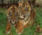 Young tigers