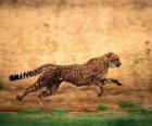 Leopard running