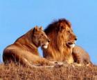 Lion and lioness