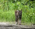 Lynx with strong legs, long ears, short tail and mottled fur