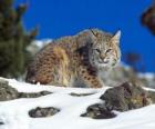 Adult lynx in a landscape of rocks and vegetation