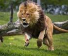 Lion running  