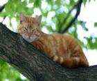 Cat resting on the branch of a tree