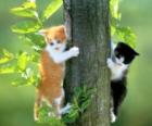 Two cats up a tree