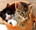 Two cats in a vase