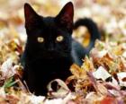 Black cat