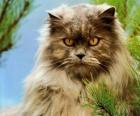 Persian cat