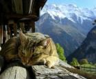 Cat in the landscape
