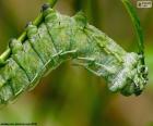 Green Caterpillar