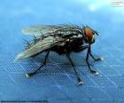 Housefly