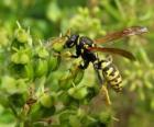 Wasp with compound eyes kidney-shaped curved