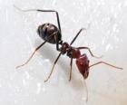 Ant, an insect that exists practically anywhere in the world