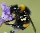 Bumblebee, a robust and hairy insect
