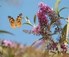 Butterfly flying over the flowers