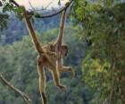 Monkey hung of lianas