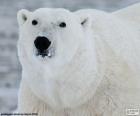 Head of a large polar bear is the only alpha predator of the Arctic