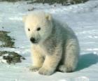 Young polar bear