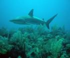 Shark at the seabed