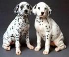 Two dalmatian puppies