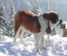 St. Bernard, a rescue dog with the brandy barrel around his neck
