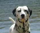 Dalmatian dog with its skin covered in spots