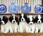 St. Bernard puppies