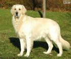 Golden retriever, one of the most popular dogs