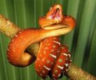 Snake of mottled skin coiled on a branch