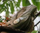 The impressive head of a large iguana