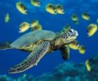 Sea turtle