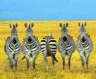Five zebras on the African savannah