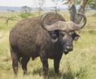 Wildebeest or gnu, quietly grazing on the savannah