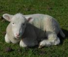 Lamb, a young sheep 