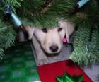 Dog hiding under the Christmas tree