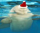 Dolphin with Santa Claus hat