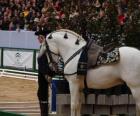 Elegant horse with ornament