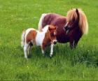 Two ponies