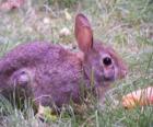 Rabbit with a carrot