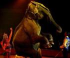 Elephant at the circus