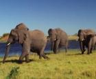 Elephants walking