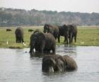 Group of elephants in a pond in the savannah