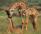 Family of giraffes