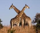 Two giraffes