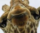 Face of giraffe