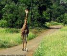 Giraffe on the path