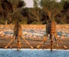 Two giraffes, drinking at a pond in the savannah